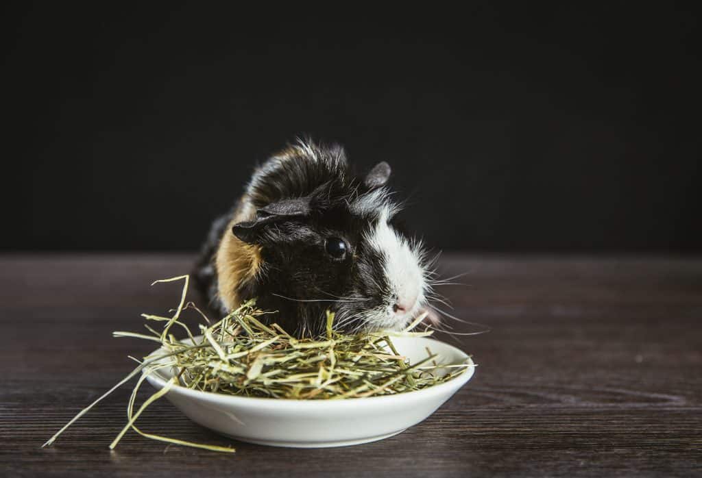 GUINEA PIG EATING HAY