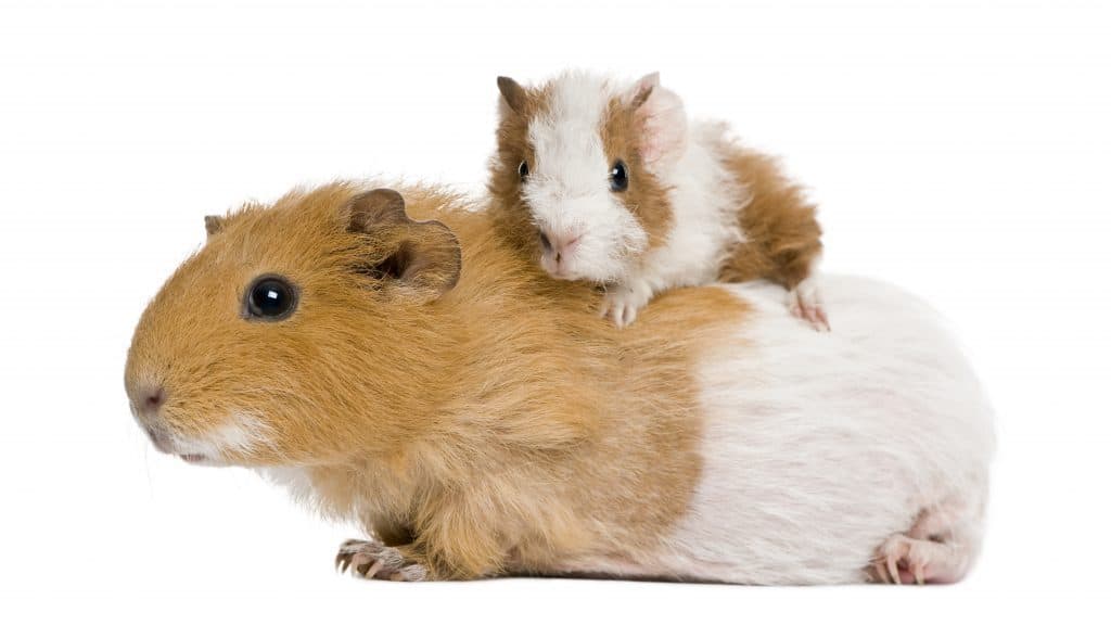 baby and adult guinea pig