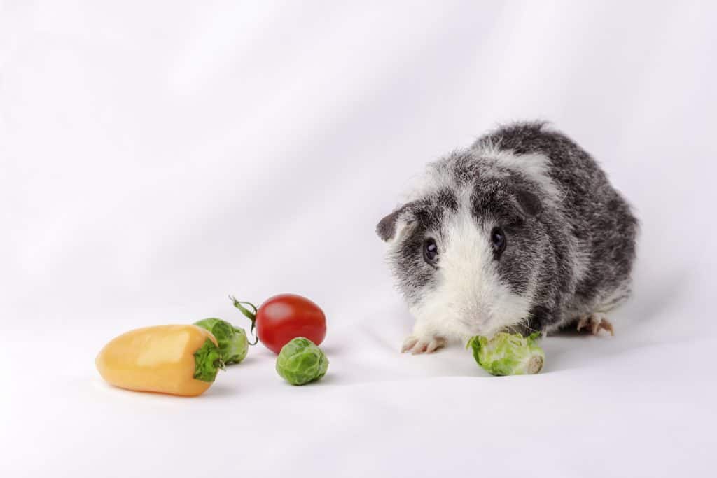 Guinea pig eating tomatoes