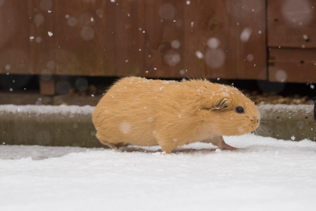 Guinea pig in snow