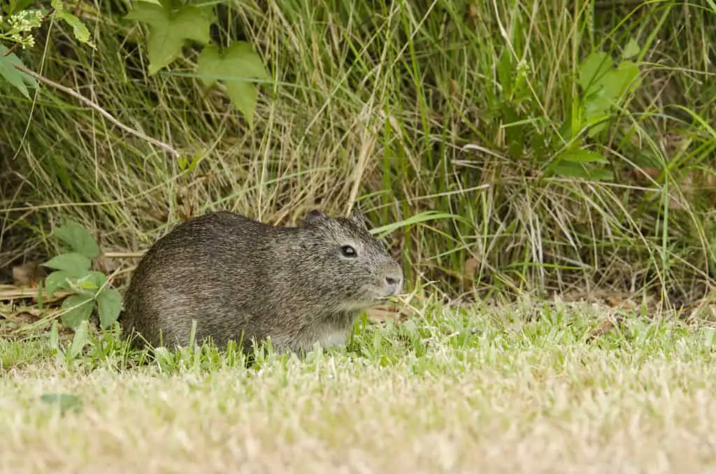 wild guinea pig