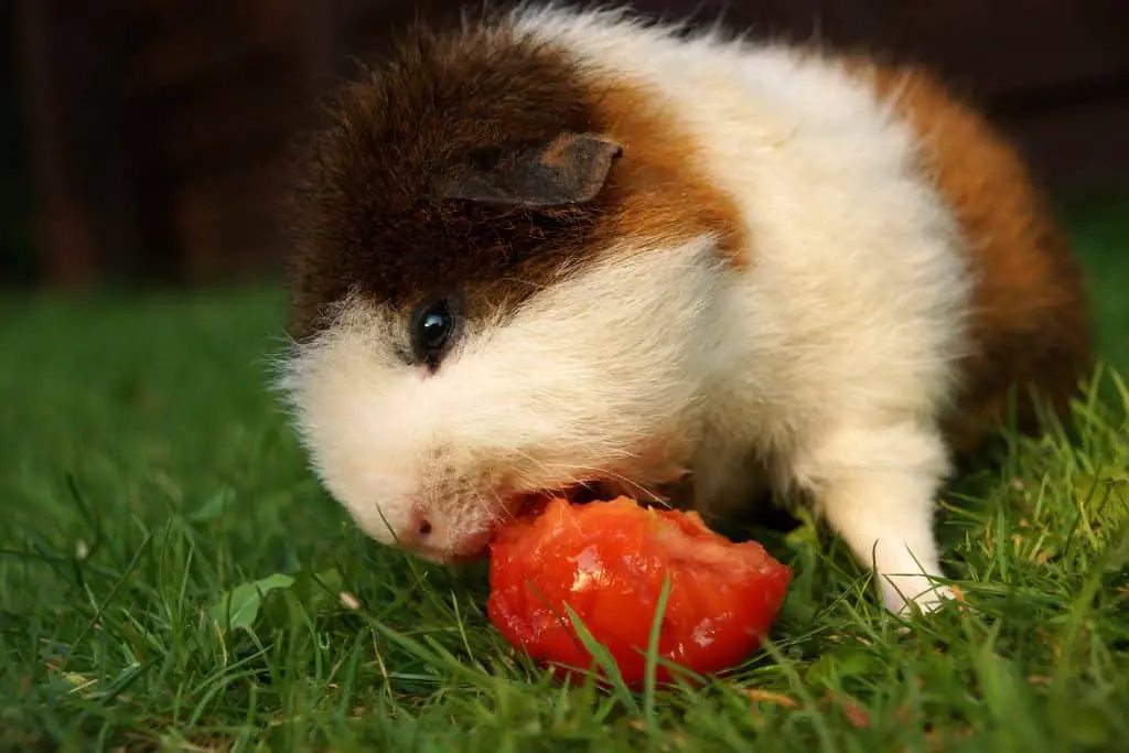 guinea pig eating tomatoes.