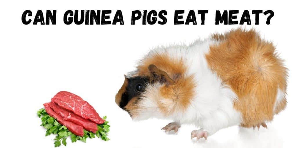 Can Guinea Pigs Eat Meat? Facts & Risks | Hutch and Cage