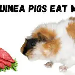 guinea pig eating meat