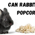a rabbit eating popcorn