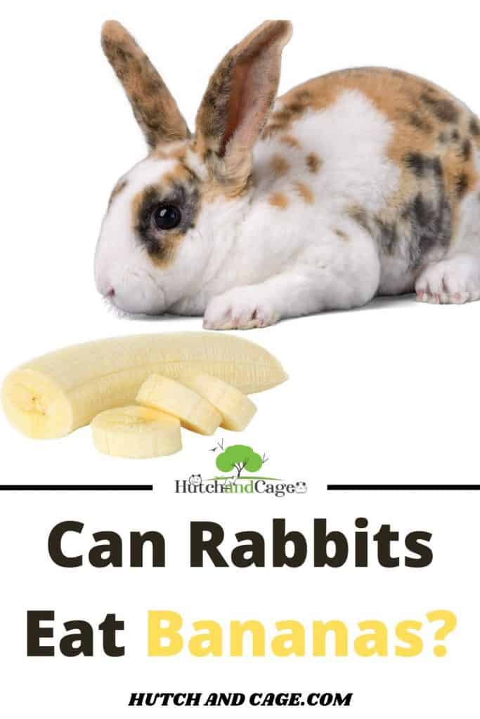 rabbit eating a banana