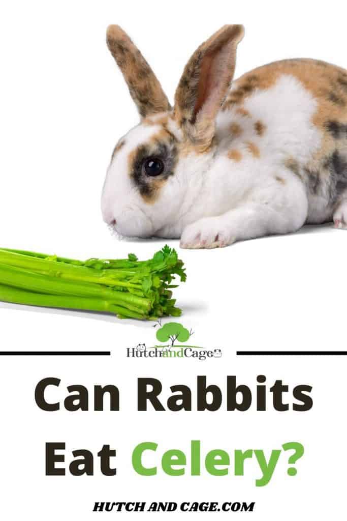 rabbit eating celery