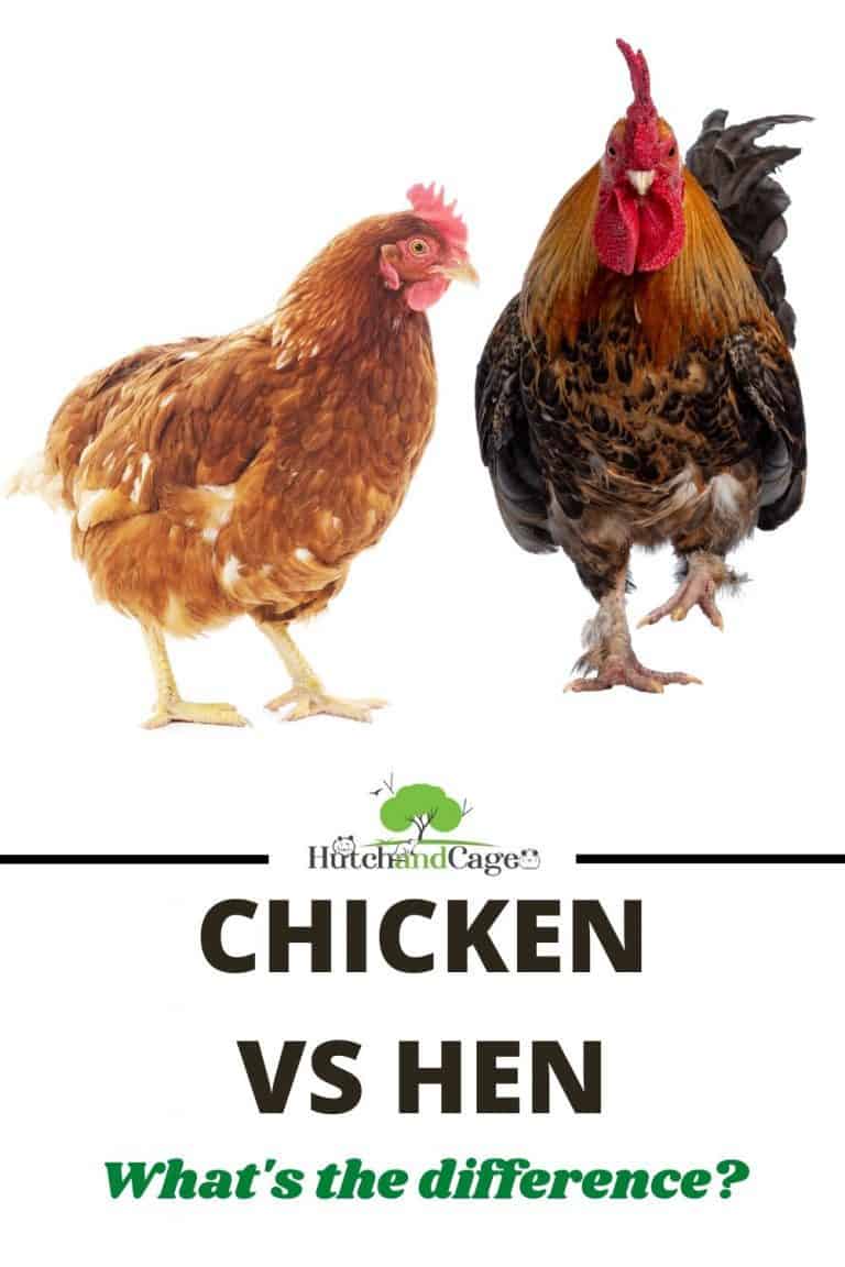 Chicken Vs Hen ( What's The Difference? ) Hutch and Cage