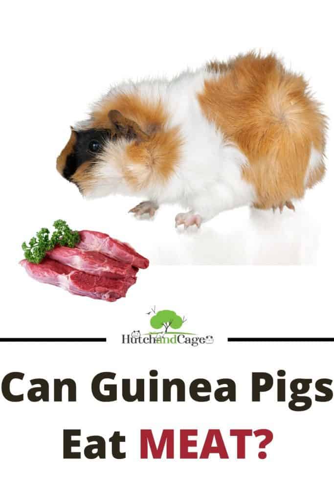 CAN GUINEA PIGS EAT MEAT