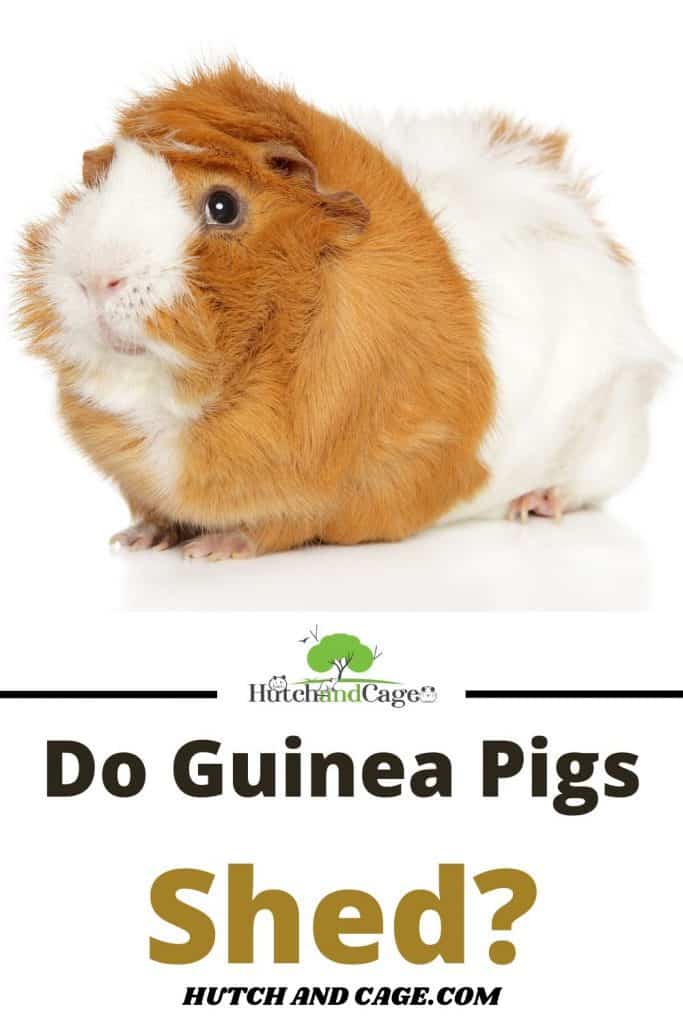 guinea pig shedding