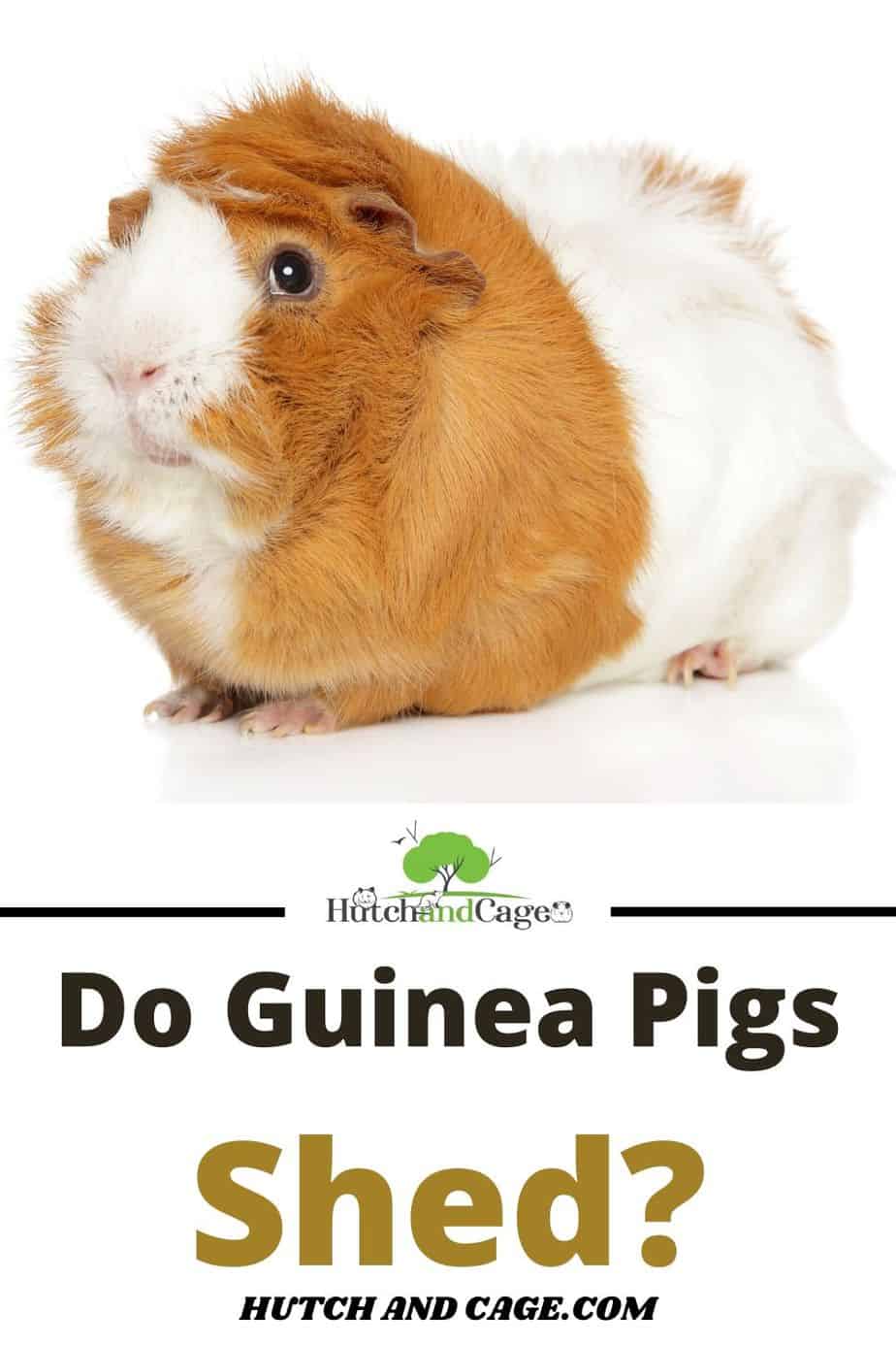 Do Guinea Pigs Shed? Stop Shedding Fast! | Hutch and Cage