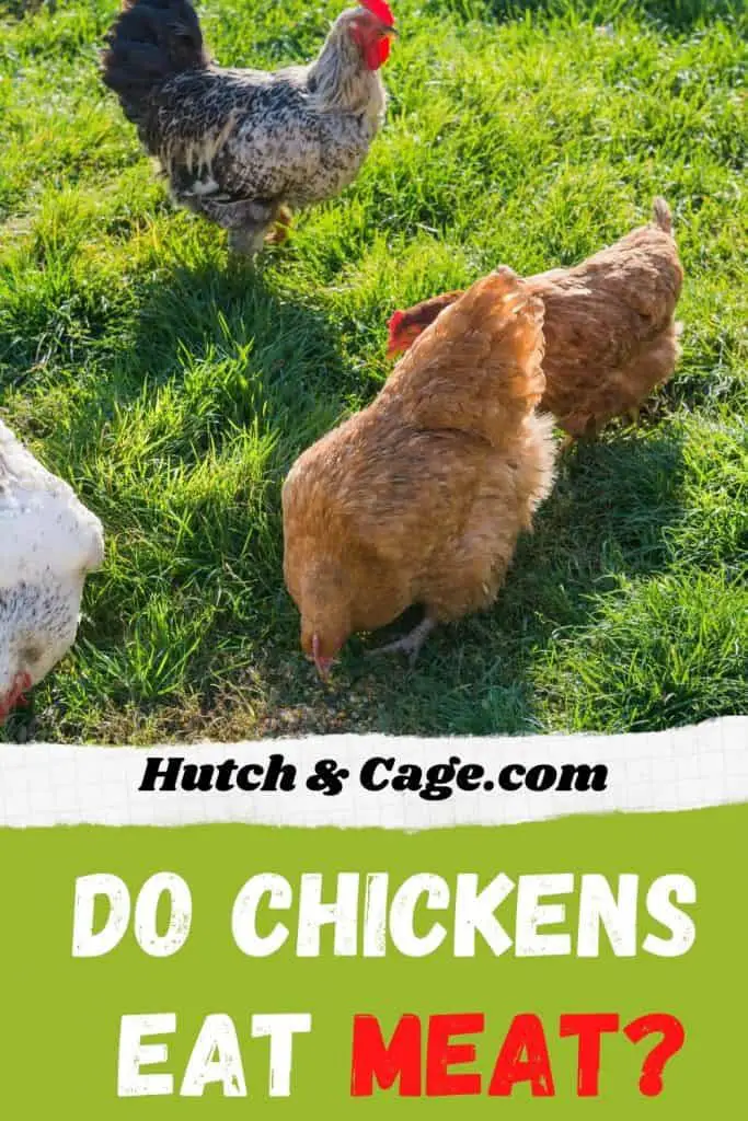 Do Chickens Eat Meat Safe Food Or Unhealthy Hutch And Cage