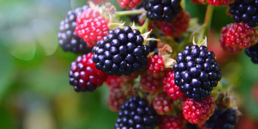 blackberries