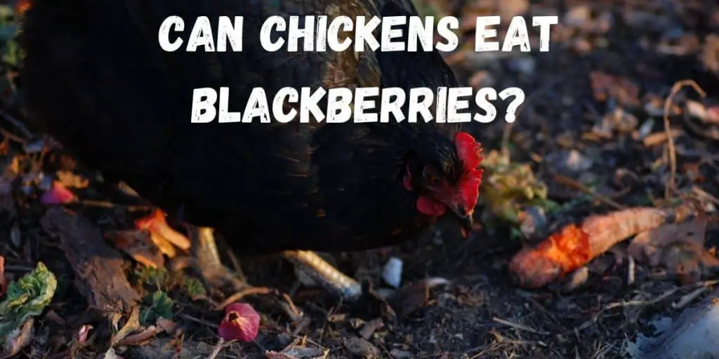 chicken eating blackberries