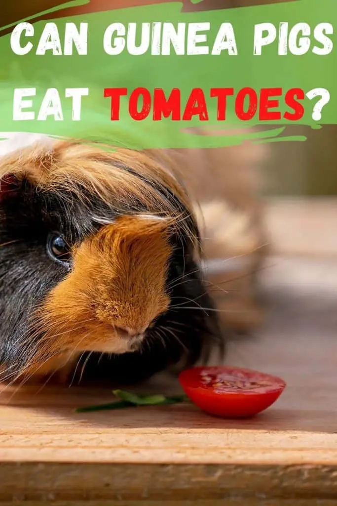 guinea pig eating a tomatoe