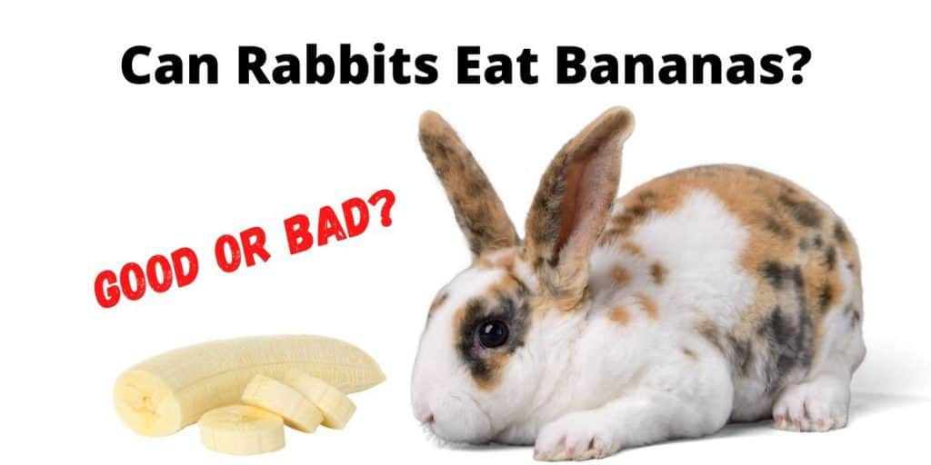 rabbit eating bananas