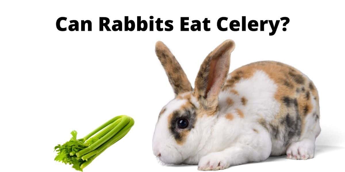 Can rabbits eat celery? Give celery to bunnies or not!