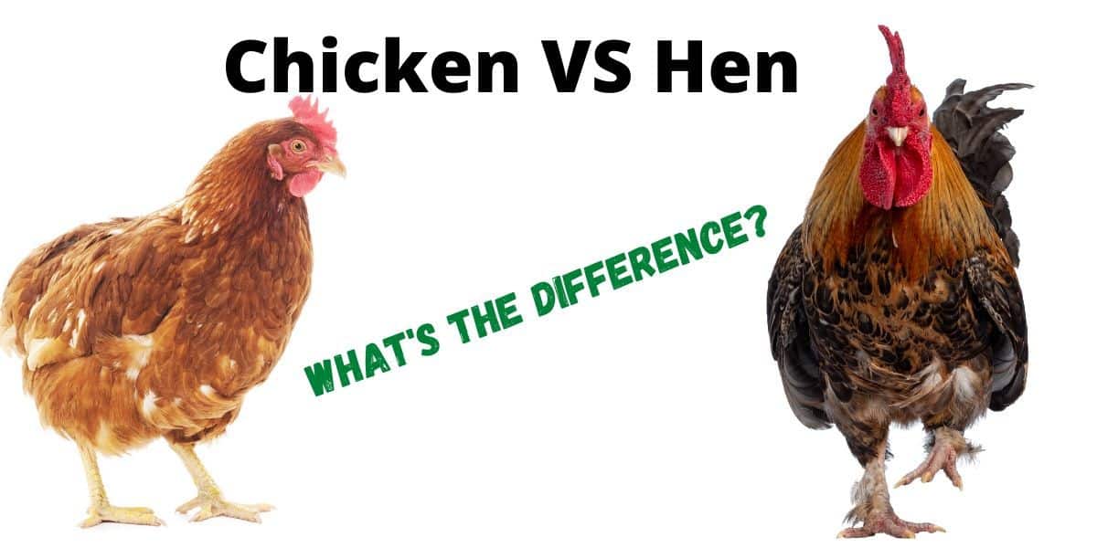 Chicken Vs Hen ( What’s The Difference? )