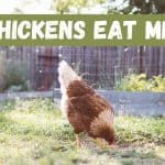 chicken feeding in a garden
