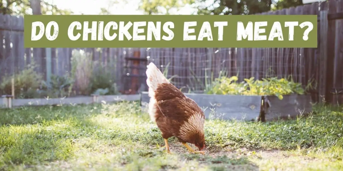 Do Chickens Eat Meat? | Safe Food or Unhealthy?