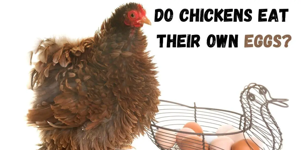 Do Chickens Eat Their Own Eggs? Why? What does it Mean?
