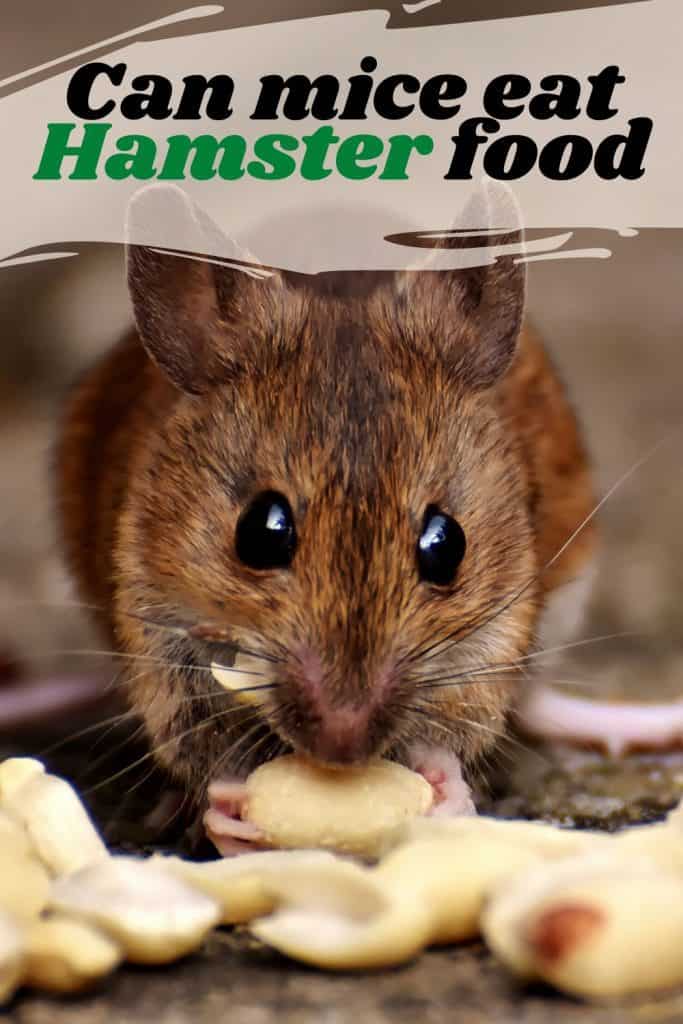 Can Mice Eat Hamster Food Good and Bad foods for pet mice Hutch and