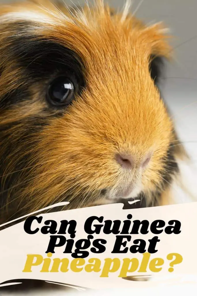 Can Guinea Pigs Eat Pineapple? (Good or Bad) Hutch and Cage