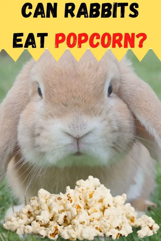 rabbit eating popcorn