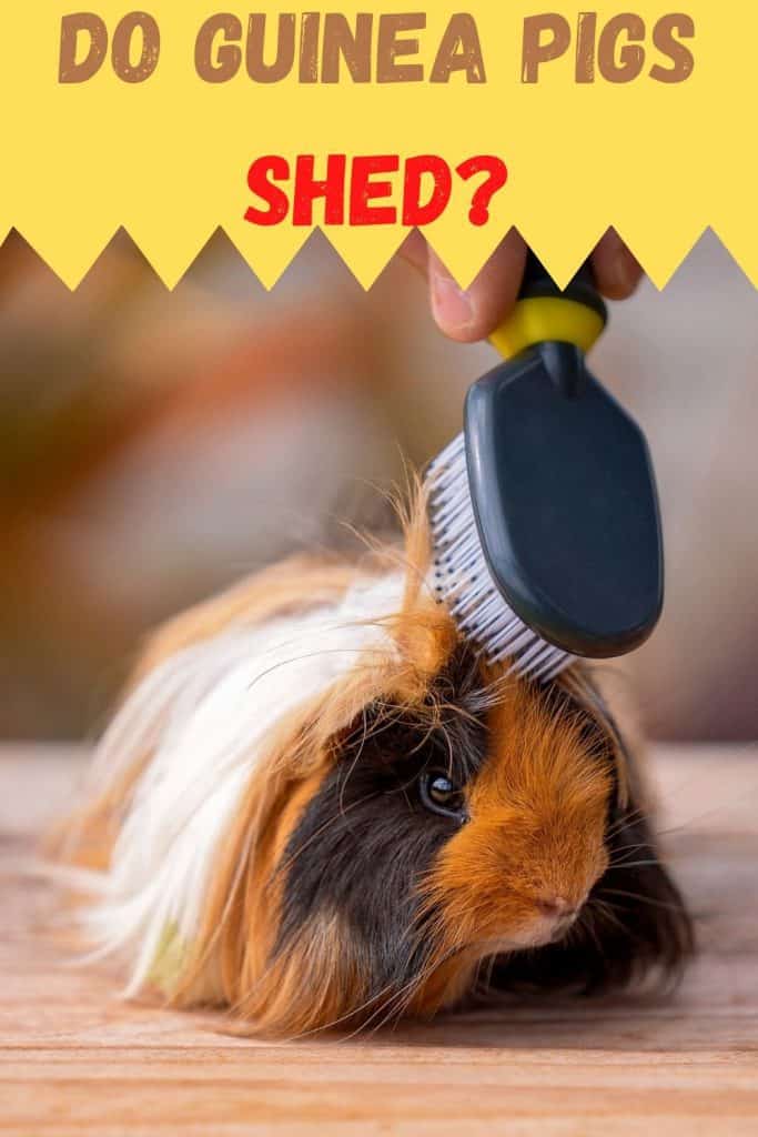 guinea pig shedding