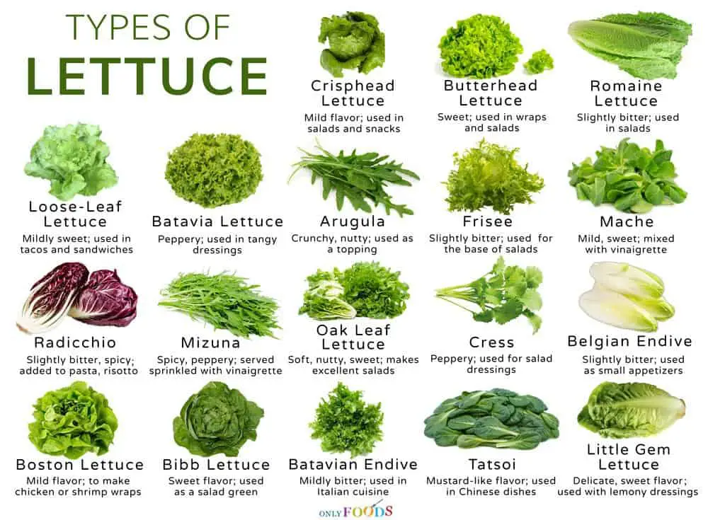 Types Of Lettuce Chart