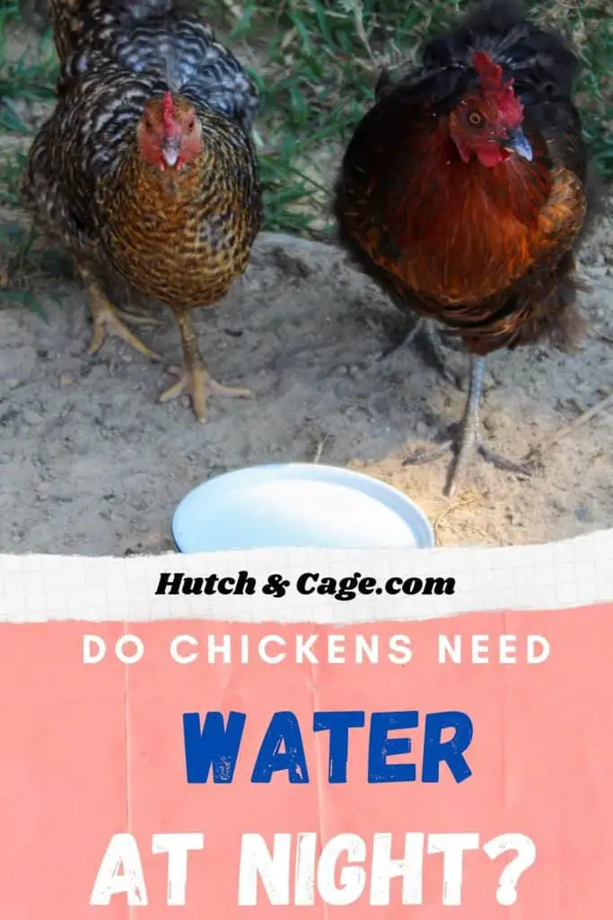 hens drinking water