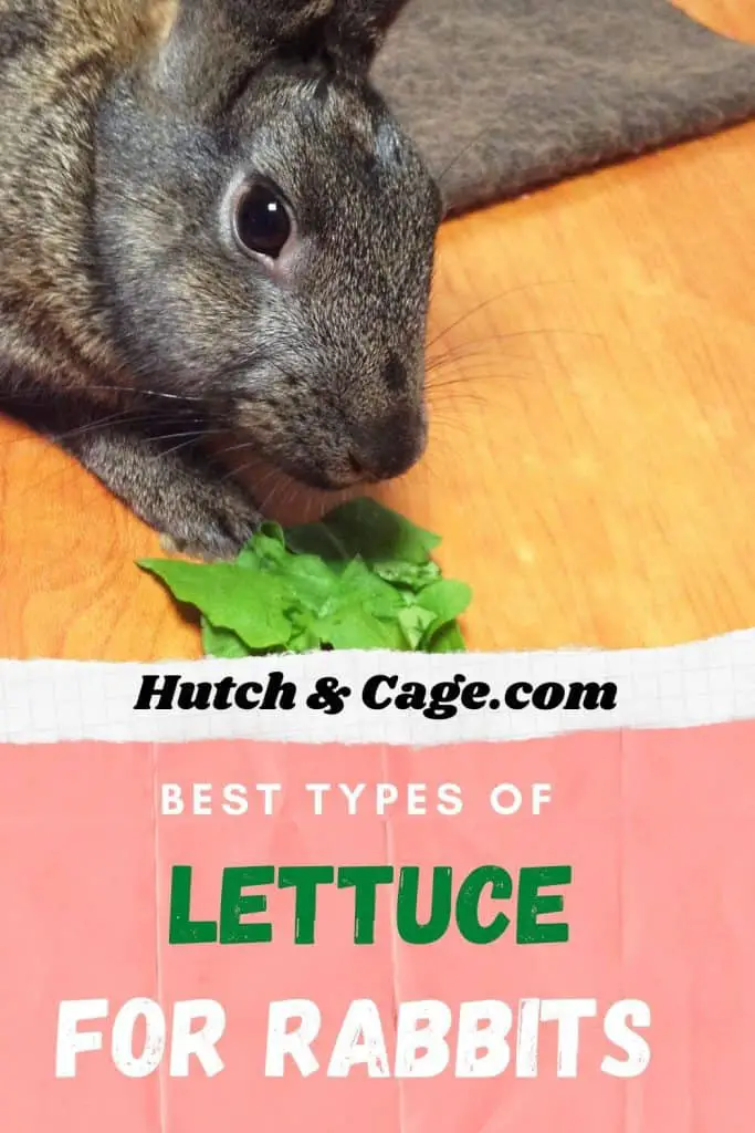 rabbit eating lettuce