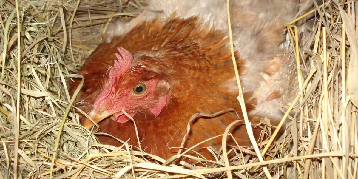 chicken on a nest of hay