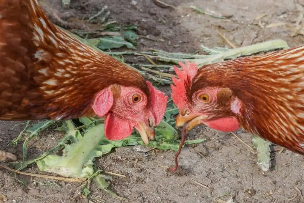 chicken eating a garden worm