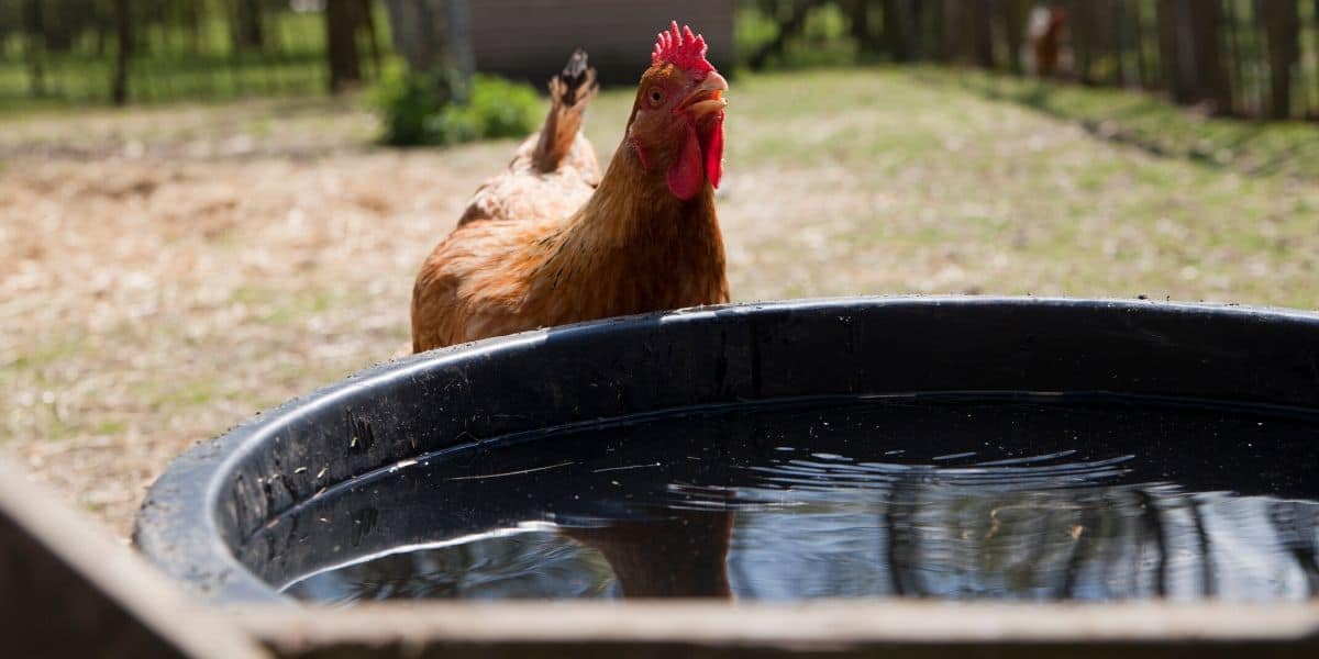 Do Chickens Need Water at Night ( Advantages | Disadvantages)