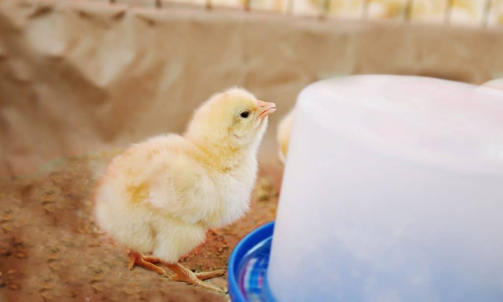 baby chick drinking water