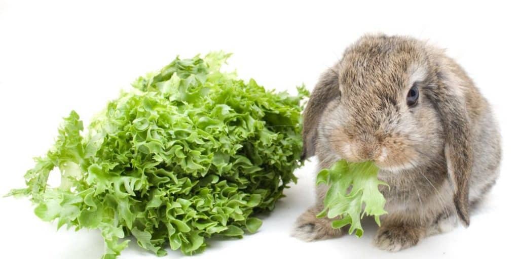 rabbit eating lettuce