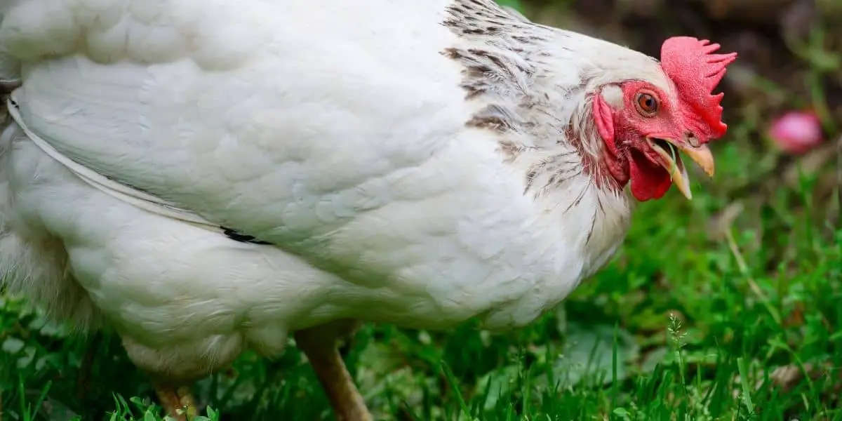 Can Chickens Eat Grapes | Safe treat?