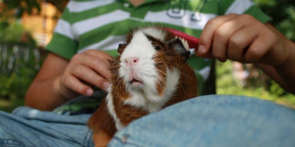 brushing a guinea pig