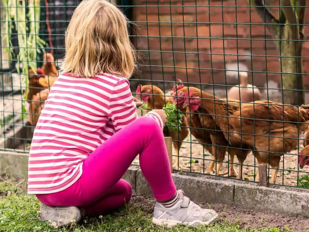 young child feeding hens