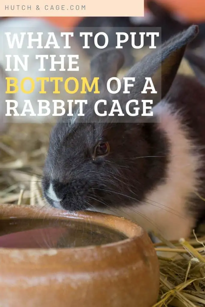 cute rabbit with a food bowl