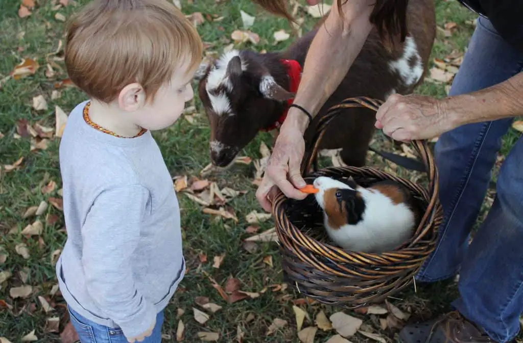 guinea pig in a basket