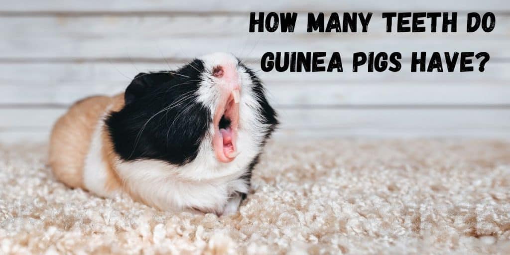 GUINEA PIG SHOWING TEETH