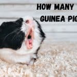 GUINEA PIG SHOWING TEETH