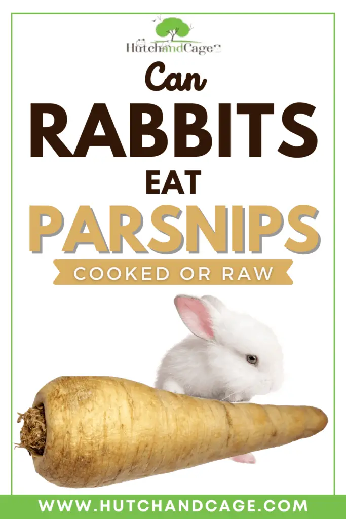 Can Rabbits Eat Parsnips