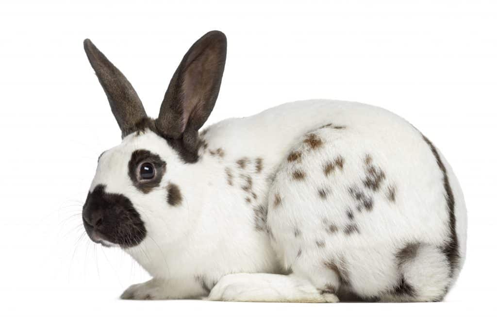 english spot rabbit