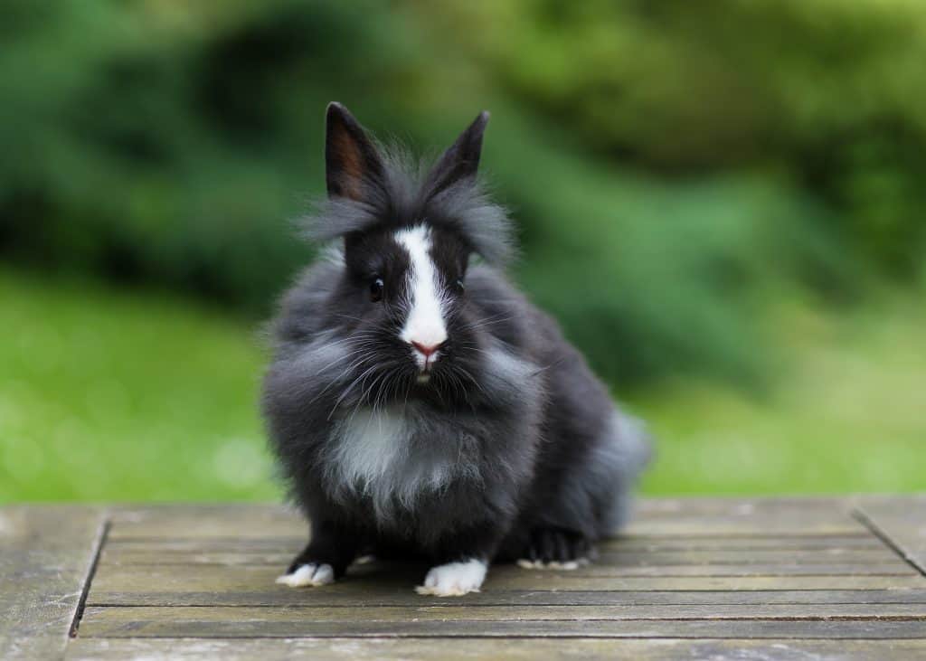 black lionhead rabbit