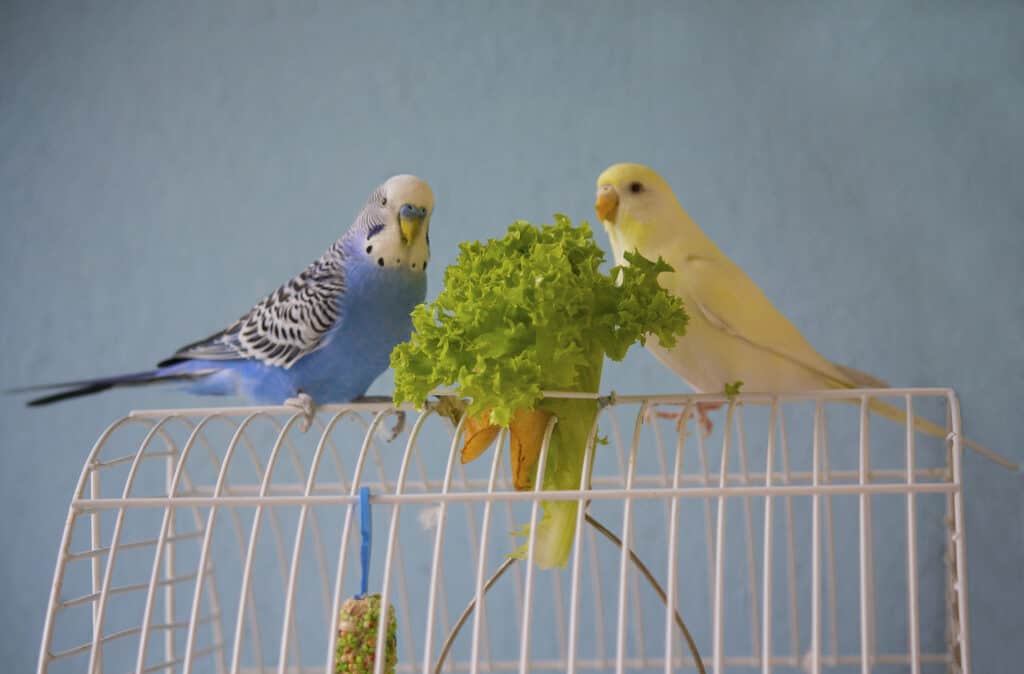 budgies eating