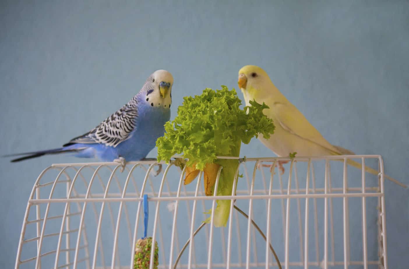 Can Budgies and Cockatiels Eat the Same Food? 