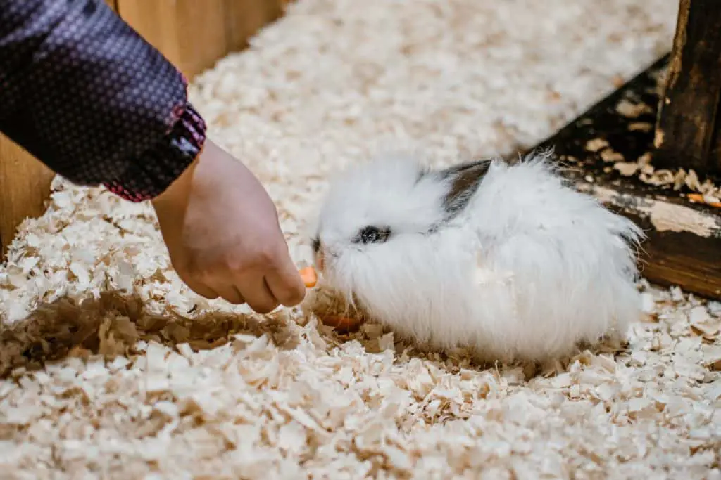 lionhead rabbit eating a carrot